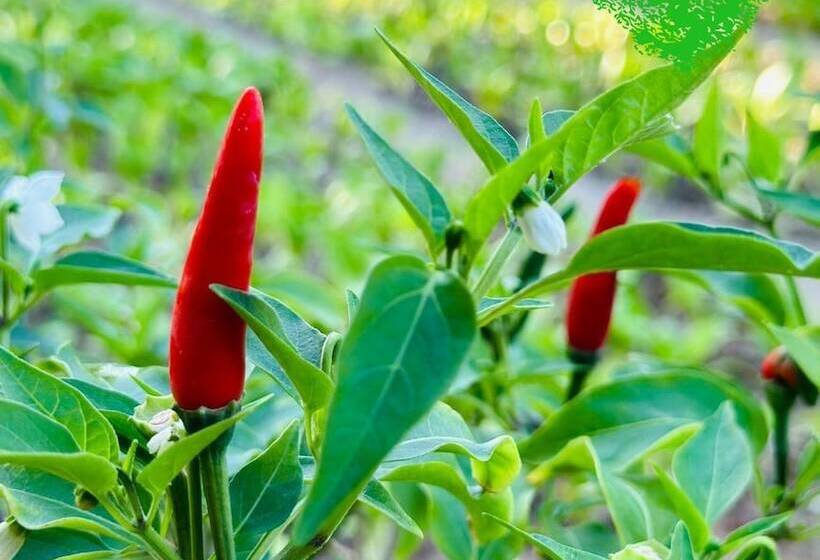 هتل Paradise Resort Doc Let