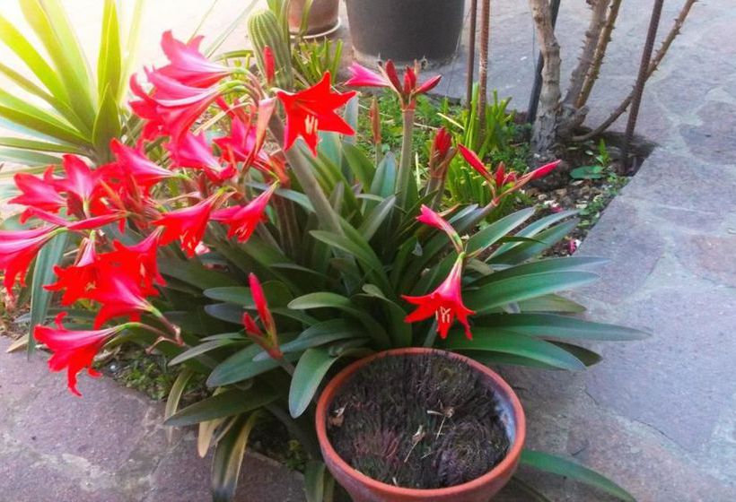 تختخواب و صبحانه A Casa Doina Airport 2