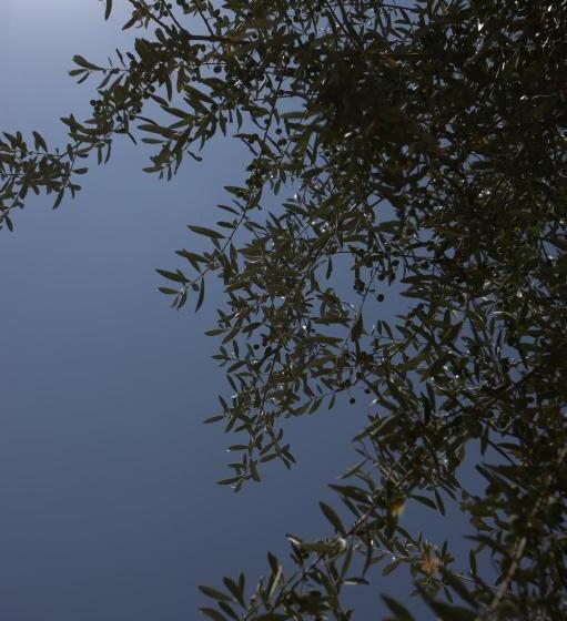 Bed And Breakfast Sunflower