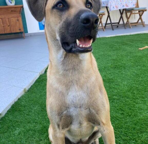 בית מלון כפרי Villa Berlenga