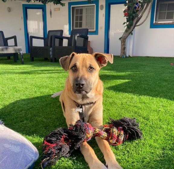 בית מלון כפרי Villa Berlenga