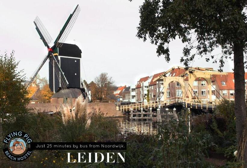 The Flying Pig Beach Hostel