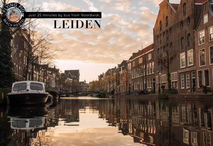 The Flying Pig Beach Hostel