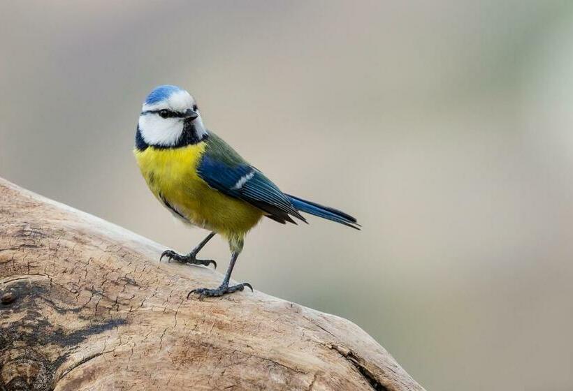 민박 Le Nid Des Mésanges