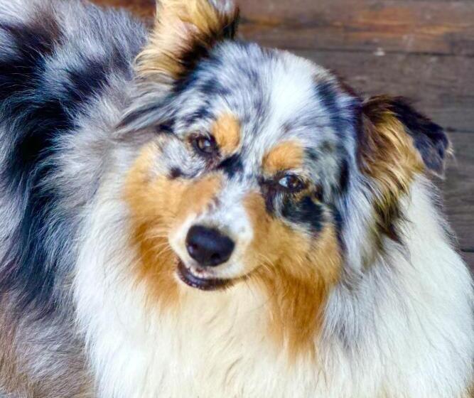 צימר La Piana Dal Sas