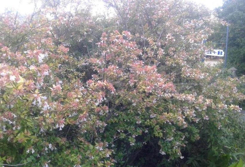 ベッドアンドブレックファースト Poplar Guest House