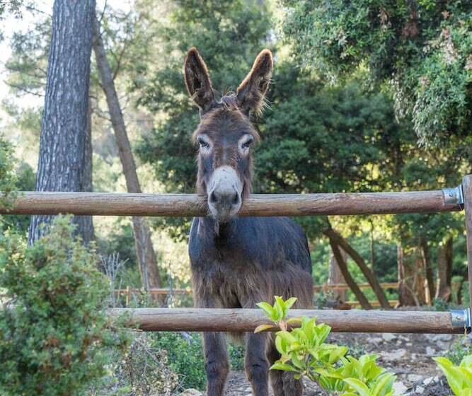 בית מלון כפרי Masia Ventanell Luxury Villa Near Barcelona