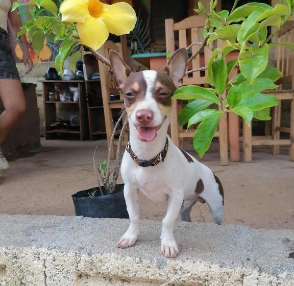 펜션 Ivanna Hostel Mazunte