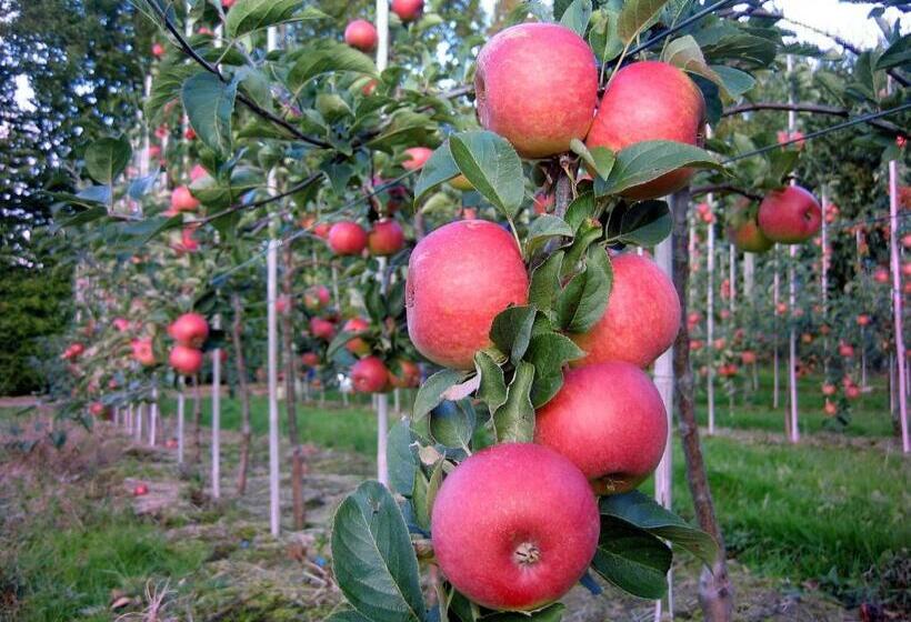 مبيت وإفطار Brösarp Källagården Vindsvåning 2 Rum Och Kök