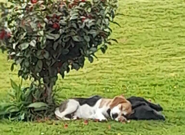 مبيت وإفطار Shadowvale E34x773