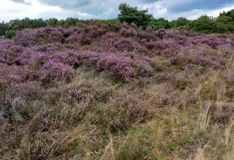 Bed & Breakfast Beilerhorst