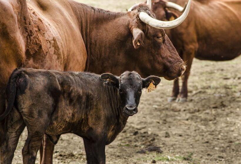 هتل Hábitat Cigüeña Negra