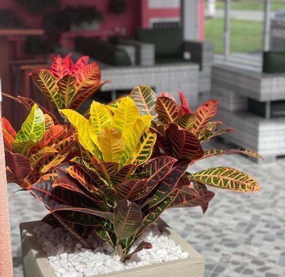 膳宿费 Pousada Pura Vida