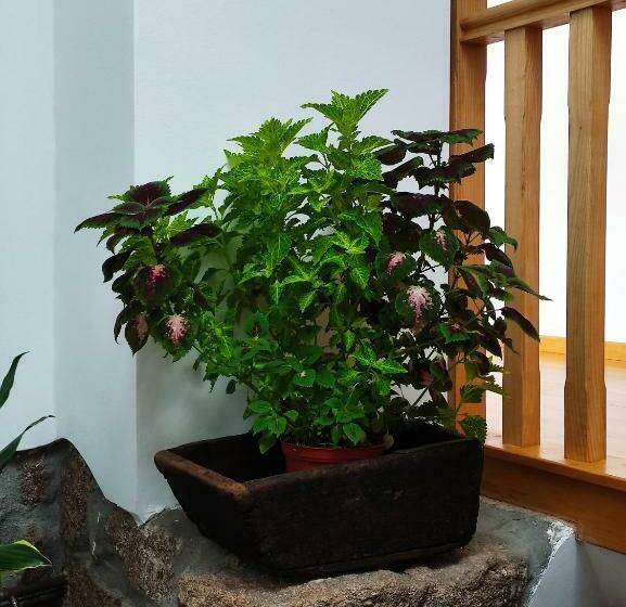 ペンション Zimão Garden House