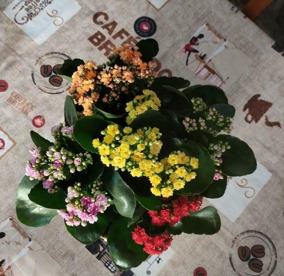 ペンション Zimão Garden House