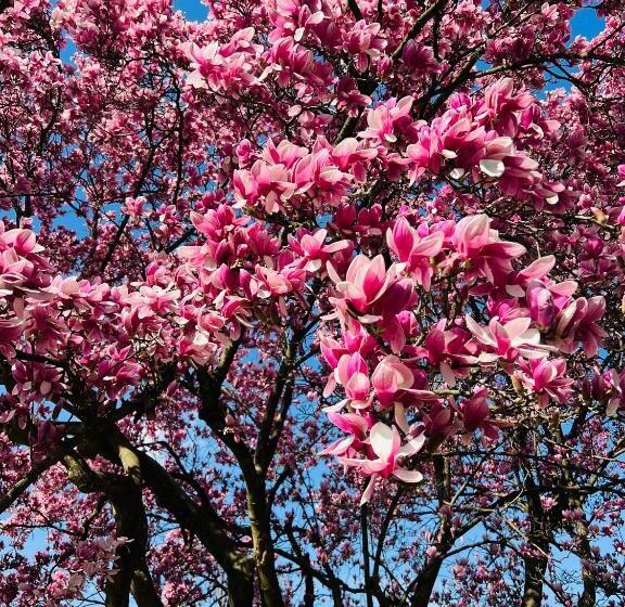 تختخواب و صبحانه Ti