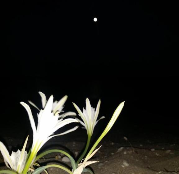 Anastasia Studios, Apartments & Suites