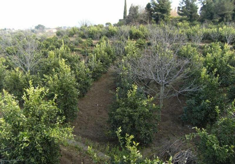 Bed and Breakfast Baglio Delle Rose