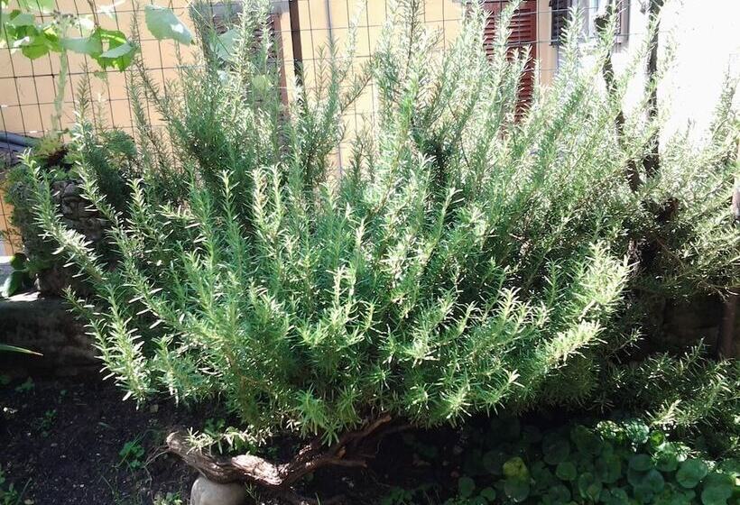 Casa Mario Lupo Apartments And Rooms