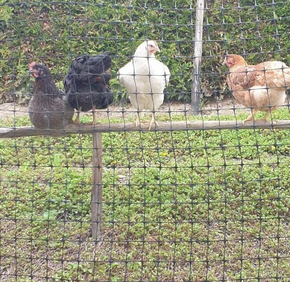 هتل Landgasthof Simon