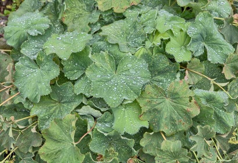 ペンション Penzion Fantázia Michalová