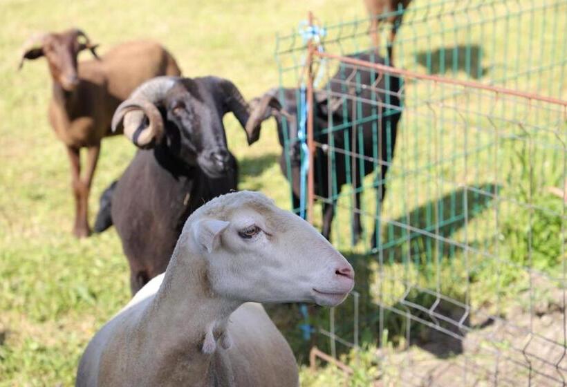 ホテル Quinta Dos Patos