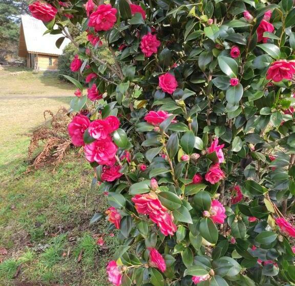 膳宿费 Cabanas Luar