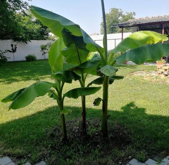 פנסיון Zsuzsanna Vendégház