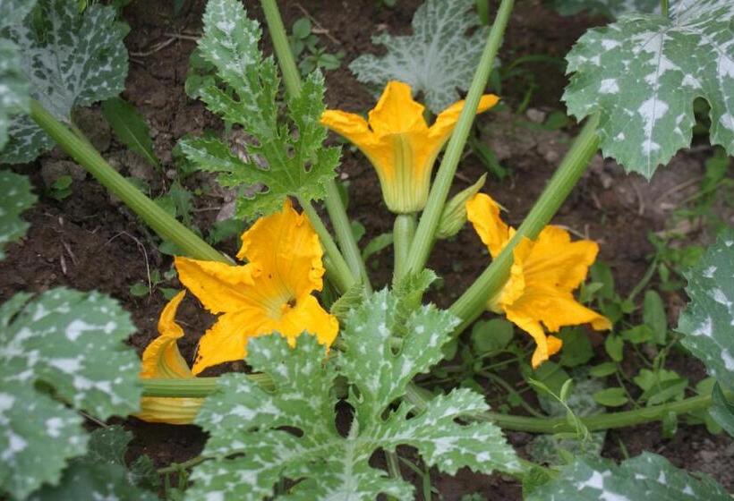 צימר Casapaletti Country House