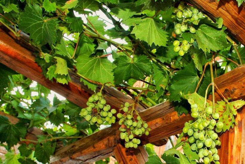 بنسيون Dimora D Estate