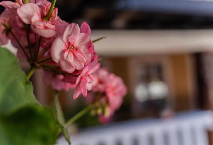 Casa Graciela Hotel Pátzcuaro