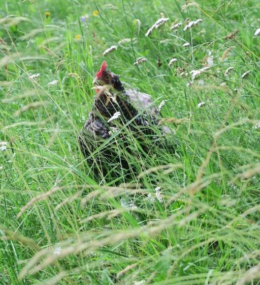 فندق Graslandhof