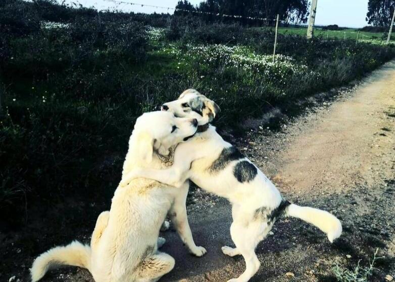 فندق Herdade Monte Novo Do Pocinho