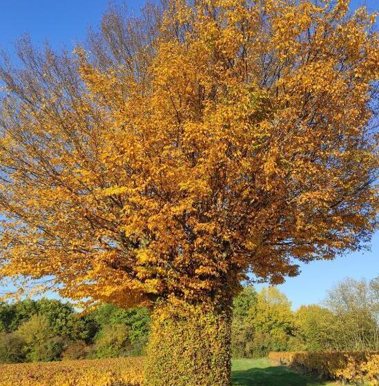 住宿加早餐  Appartement Bagnols   Les Meublés Des Pierres Dorées