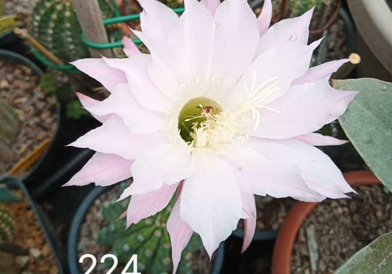 مبيت وإفطار Le Piante Di Casa Samar