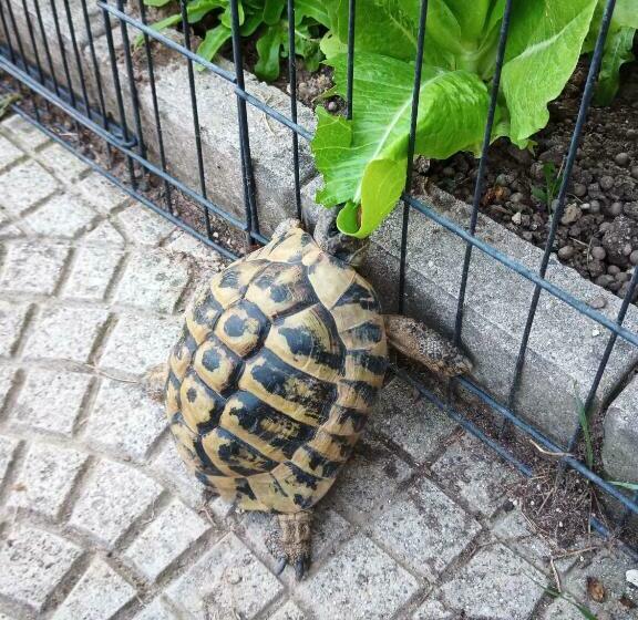 مبيت وإفطار Le Piante Di Casa Samar