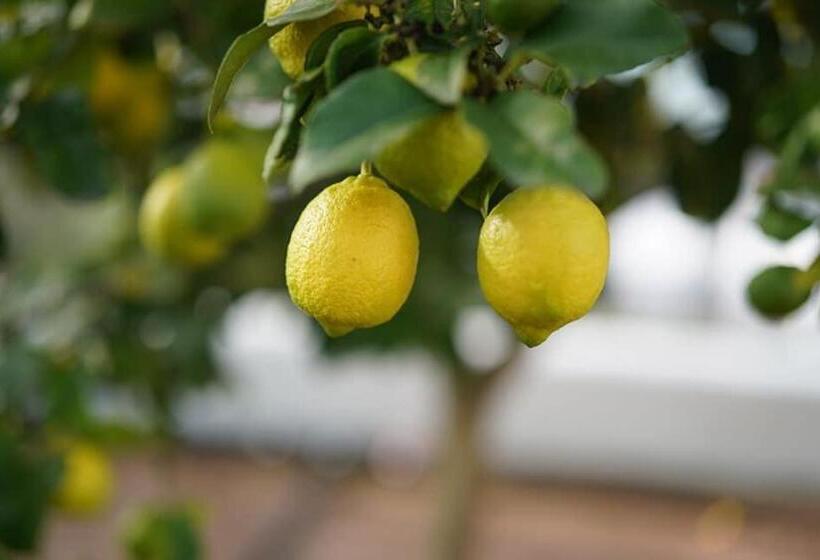 بنسيون Foot Loose & Fancy Free