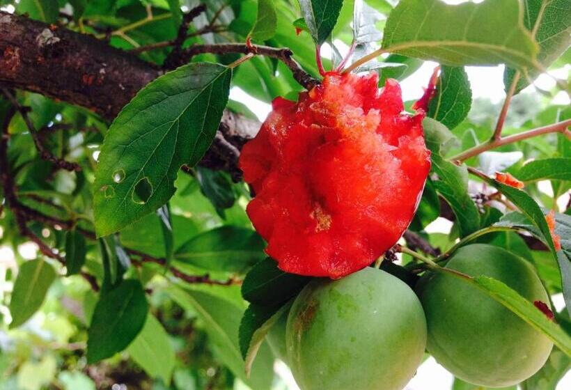 פנסיון Paz Na Montanha