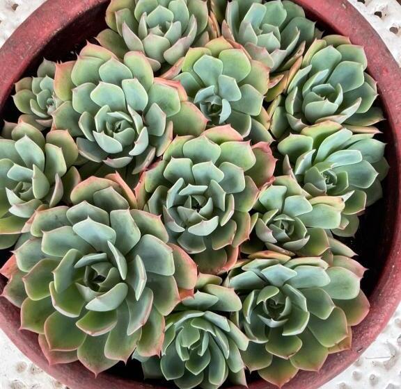 פנסיון Paz Na Montanha