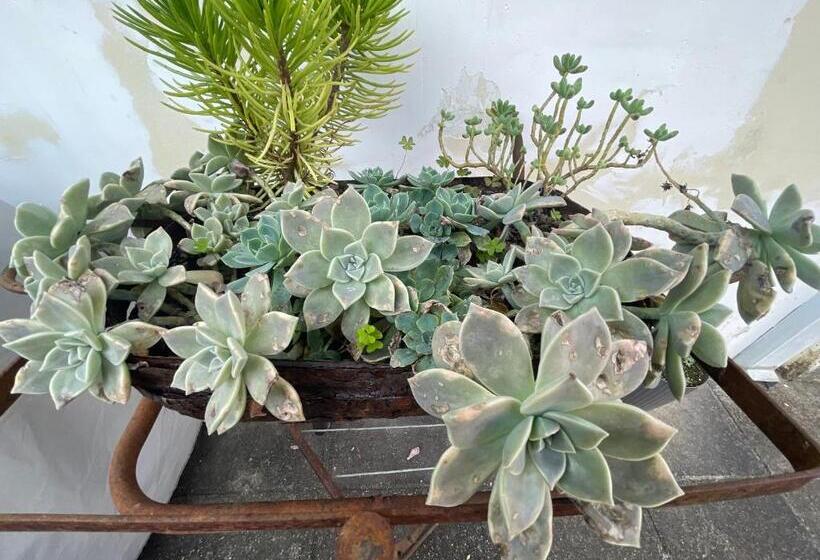 פנסיון Paz Na Montanha