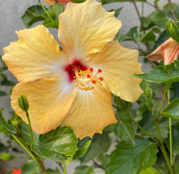 פנסיון Paz Na Montanha