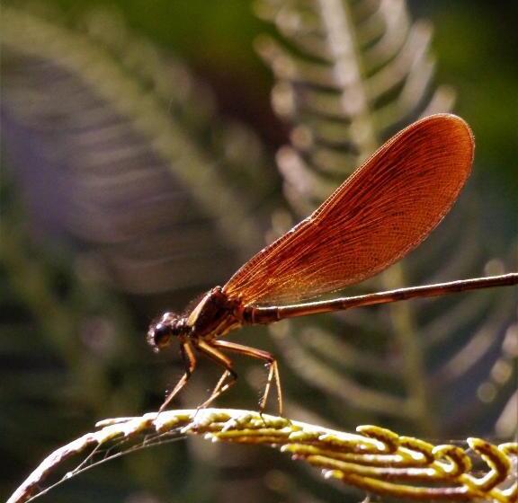 ベッドアンドブレックファースト O Homem Verde