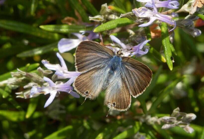 ベッドアンドブレックファースト O Homem Verde