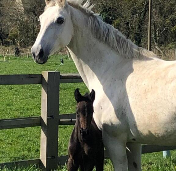 住宿加早餐 Ancien Hôtel Aux Moines Pierrefitte St Lo