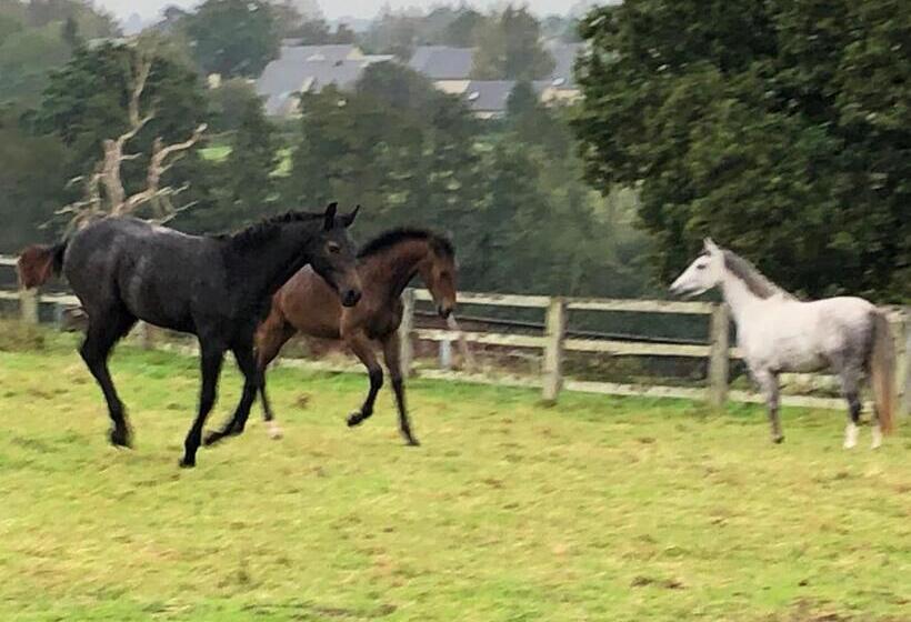 住宿加早餐 Ancien Hôtel Aux Moines Pierrefitte St Lo