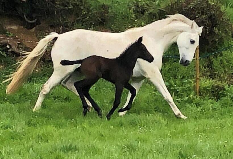 住宿加早餐 Ancien Hôtel Aux Moines Pierrefitte St Lo