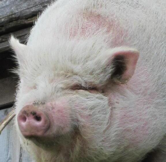 Berghotel Arthurhaus