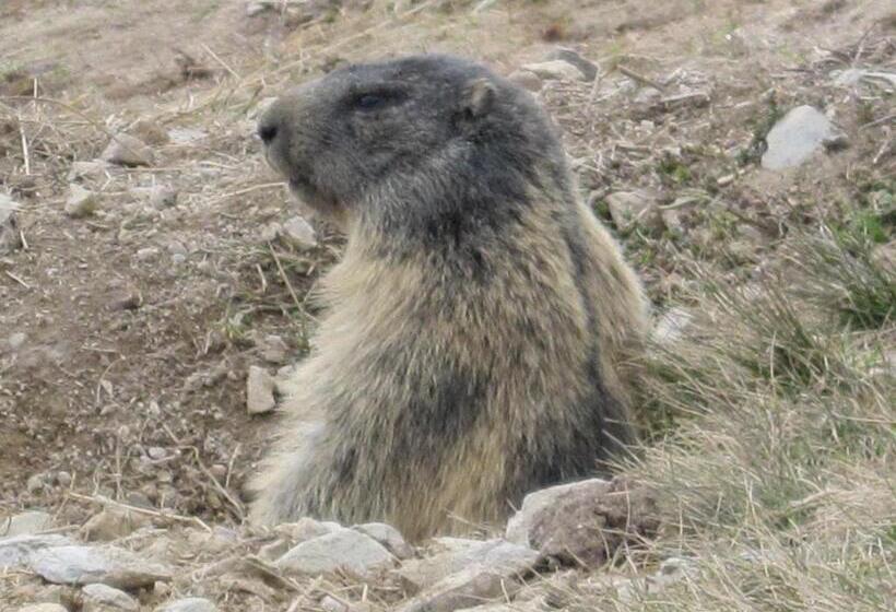 Berghotel Arthurhaus