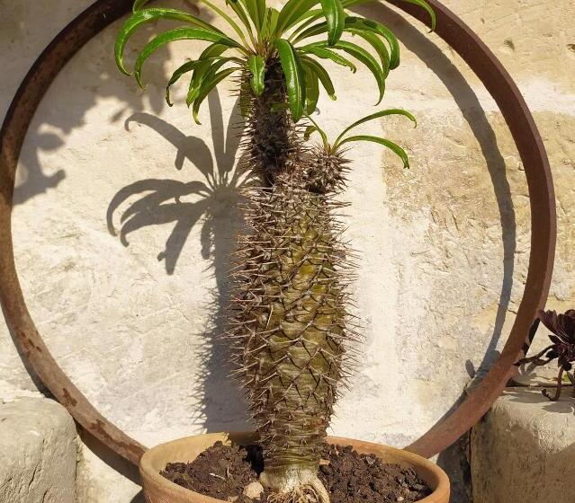 פנסיון Giardino Frannicola