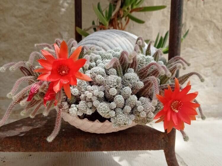 פנסיון Giardino Frannicola